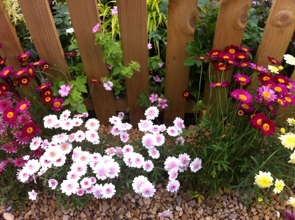 Spring flowers growing along a fence - could a creative coach help to grow your business?