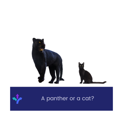 A panther or a cat? 🐈‍⬛